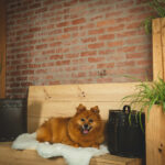5 Redenen voor een Pomeranian Fotoshoot – Wolf’s Betoverende Binnenshoot! 1 2023 hondenshoot wolf 004