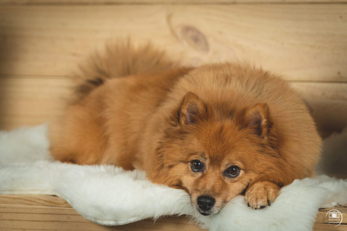 Wolf - Pomeranian Fotoshoot